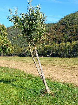 junger Baum (c) Elisabeth Hauröder junger Baum